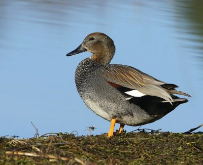 Krakeend - Gadwall