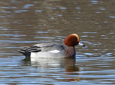 Smient - Eurasian Wigeon