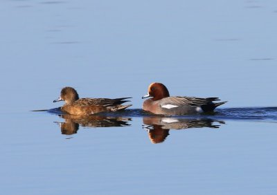 Smienten - Eurasian Wigeons