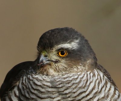 Sperwer - Eurasian Sparrowhawk