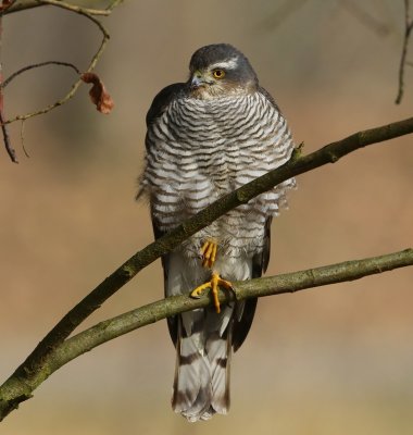 Sperwer - Eurasian Sparrowhawk