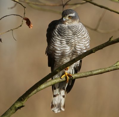 Sperwer - Eurasian Sparrowhawk