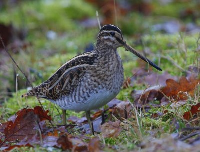 Watersnip - Common Snipe