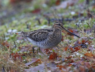 Watersnip - Common Snipe