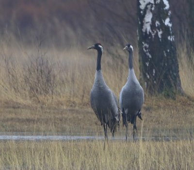 Kraanvogels - Common Cranes