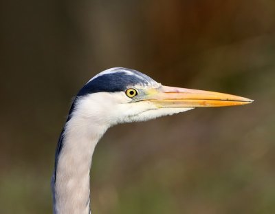 Blauwe Reiger - Grey Heron