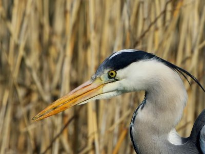 Blauwe Reiger - Grey Heron