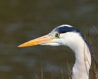Blauwe Reiger - Grey Heron