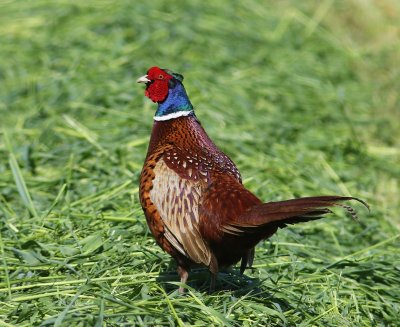Fazant - Common Pheasant