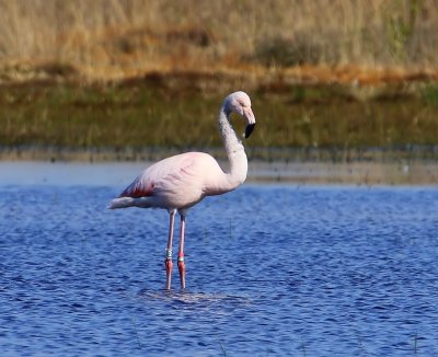 Flamingo - Greater Flamingo