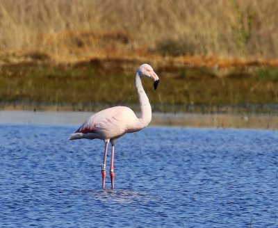 Flamingo - Greater Flamingo
