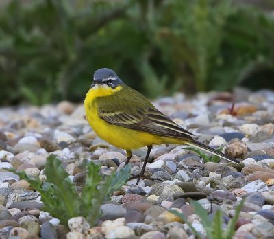 Gele Kwikstaart - Blue-headed Wagtail