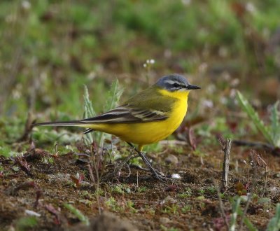 Gele Kwikstaart - Blue-headed Wagtail