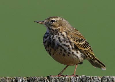 Graspieper - Meadow Pipit