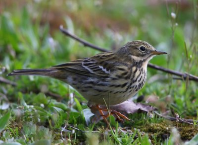 Graspieper - Meadow Pipit
