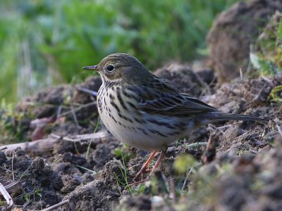 Graspieper - Meadow Pipit