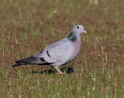 Holenduif - Stock Dove