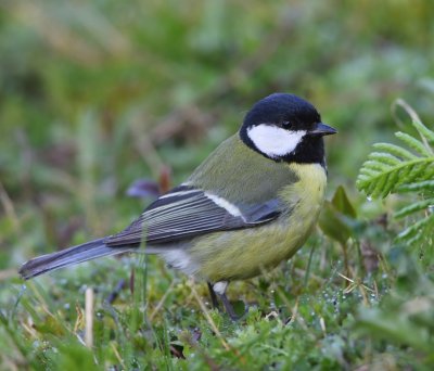 Koolmees - Great Tit