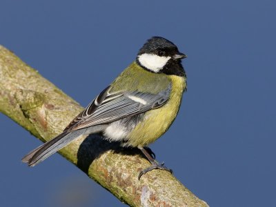 Koolmees - Great Tit