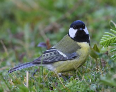 Koolmees - Great Tit