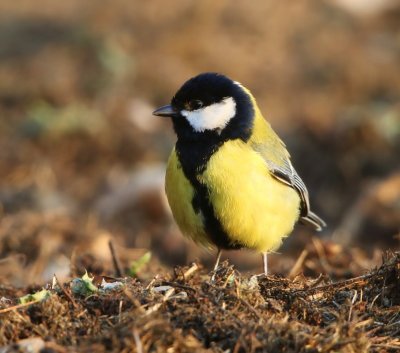 Koolmees - Great Tit