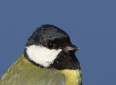 Koolmees - Great Tit