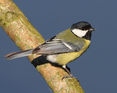 Koolmees - Great Tit