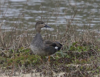 Krakeend - Gadwall