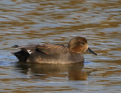 Krakeend - Gadwall
