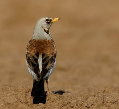 Kramsvogel - Fieldfare