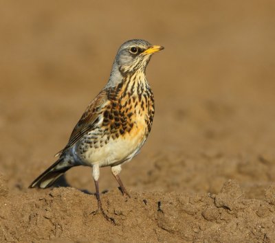 Kramsvogel - Fieldfare