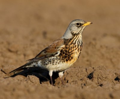 Kramsvogel - Fieldfare