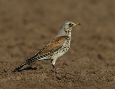 Kramsvogel - Fieldfare