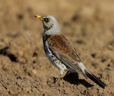 Kramsvogel - Fieldfare