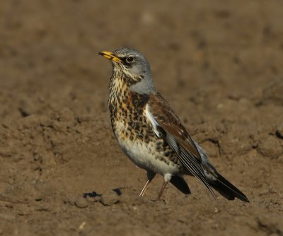 Kramsvogel - Fieldfare