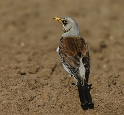 Kramsvogel - Fieldfare