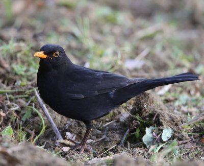 Merel - Common Blackbird
