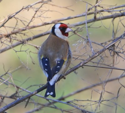 Putter - European Goldfinch