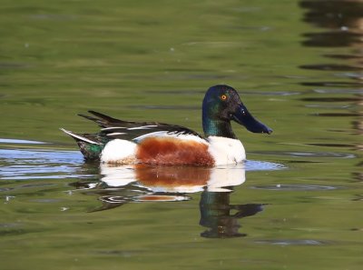 Slobeend - Northern Shoveler