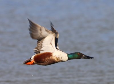 Slobeend - Northern Shoveler