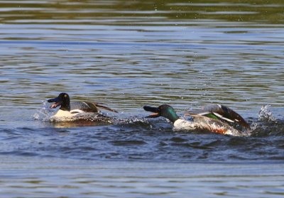 Slobeenden - Northern Shovelers