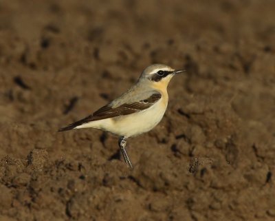 Tapuit - Northern Wheatear