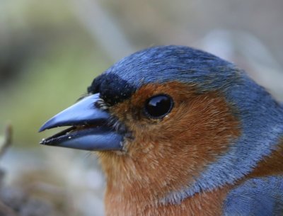 Vink - Common Chaffinch