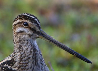 Watersnip - Common Snipe