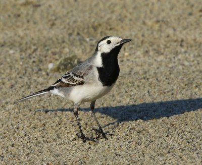 Witte Kwikstaart - White Wagtail