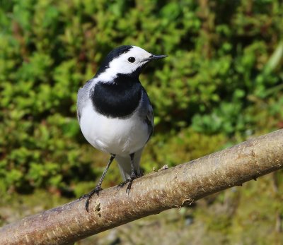 Witte Kwikstaart - White Wagtail