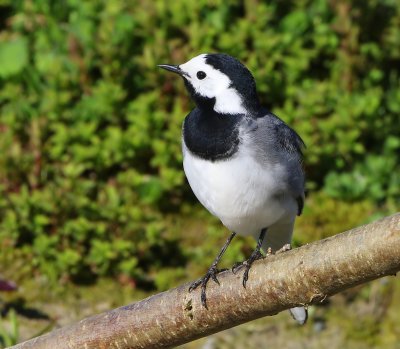 Witte Kwikstaart - White Wagtail