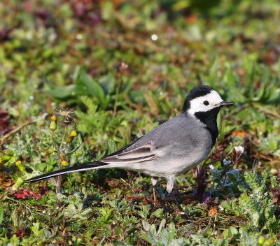 Witte Kwikstaart - White Wagtail
