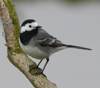 Witte Kwikstaart - White Wagtail