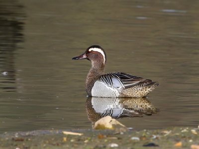 Zomertaling - Garganey